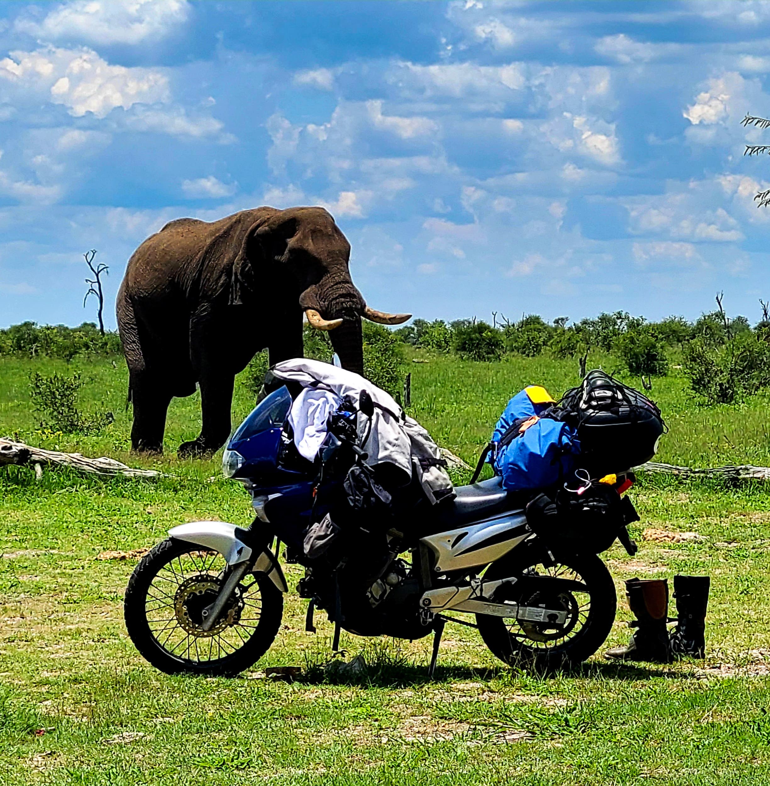 motorcycle parked with an elephant behind it